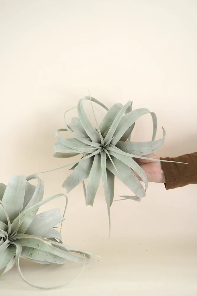 Tillandsia Xerographic - Image 4