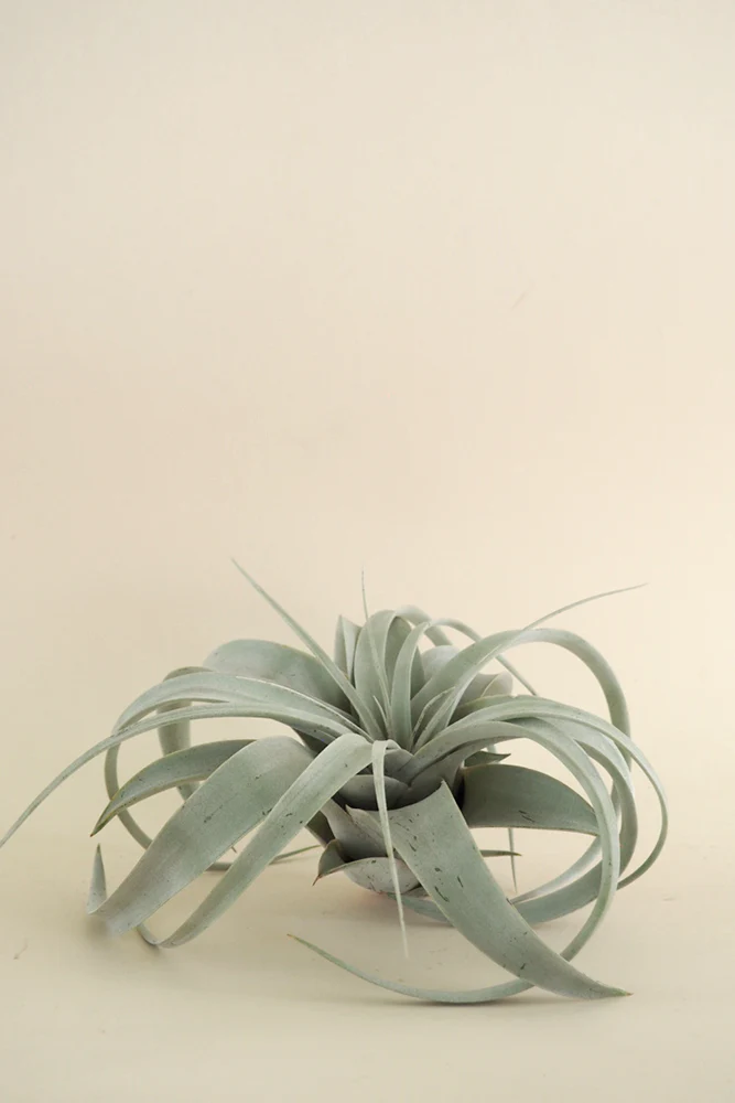 Tillandsia Xerographic - Image 5