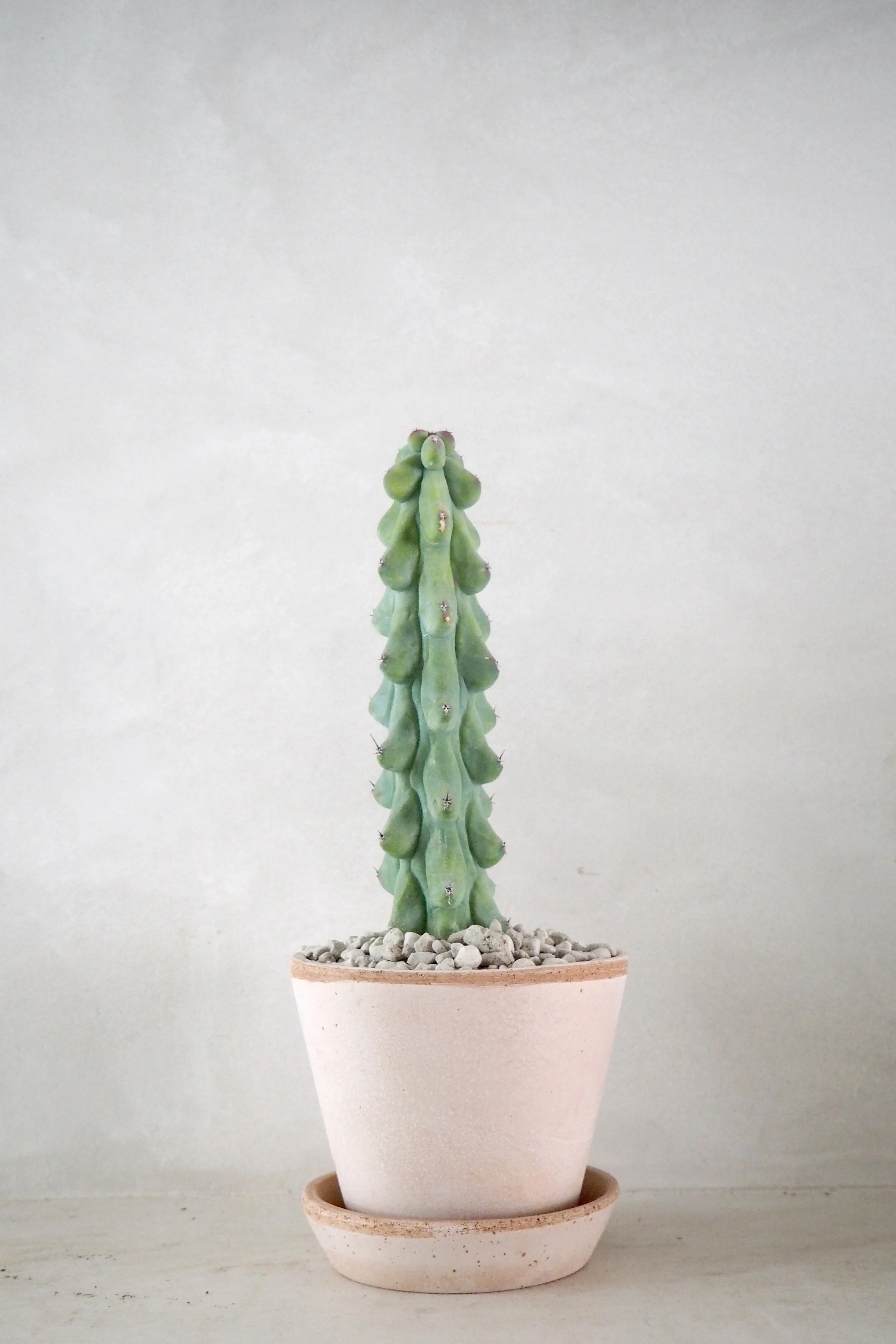 Titty - Myrtillocactus geometrizans