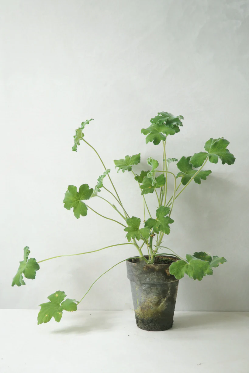 Pelargonium Tomantose - Image 3