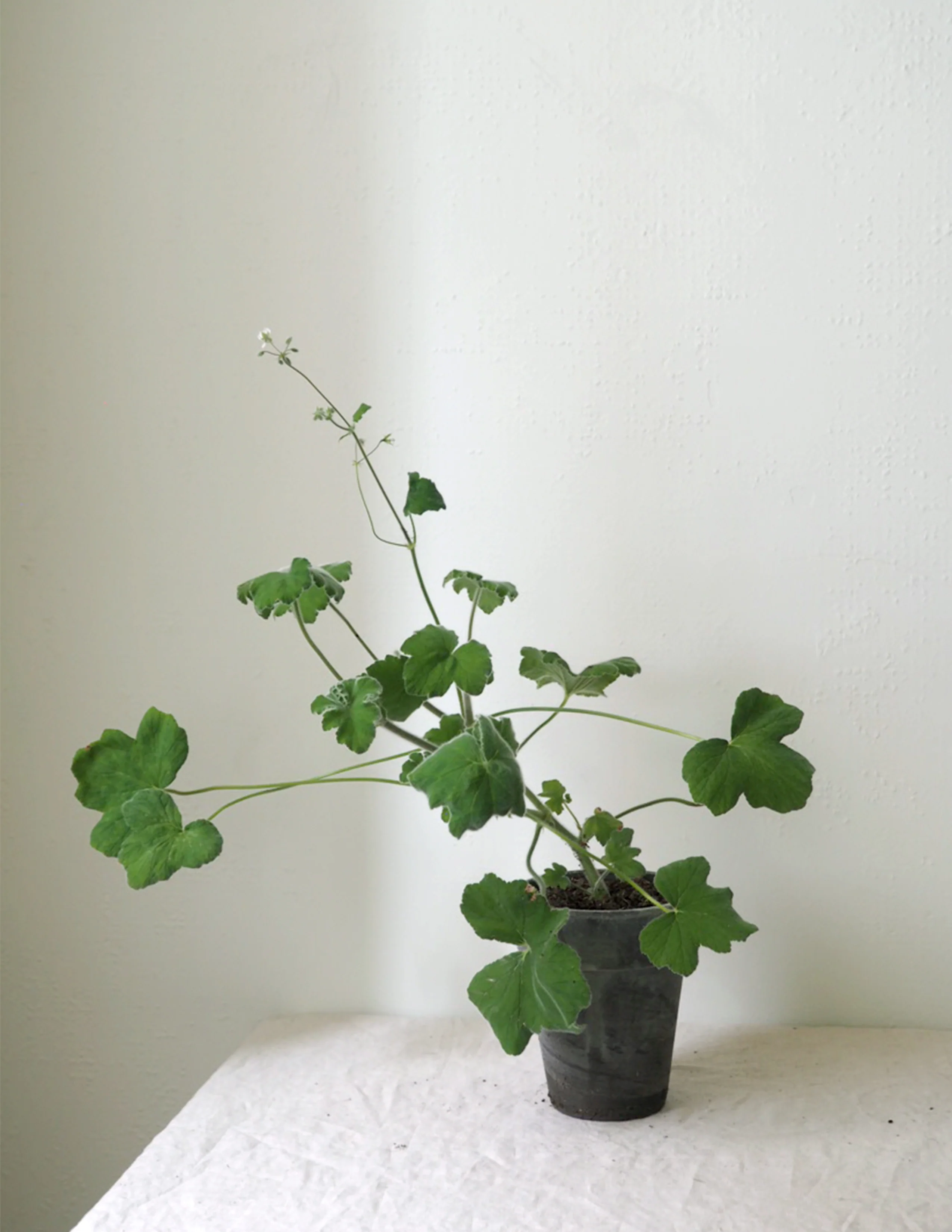 Pelargonium Tomantose - Image 4