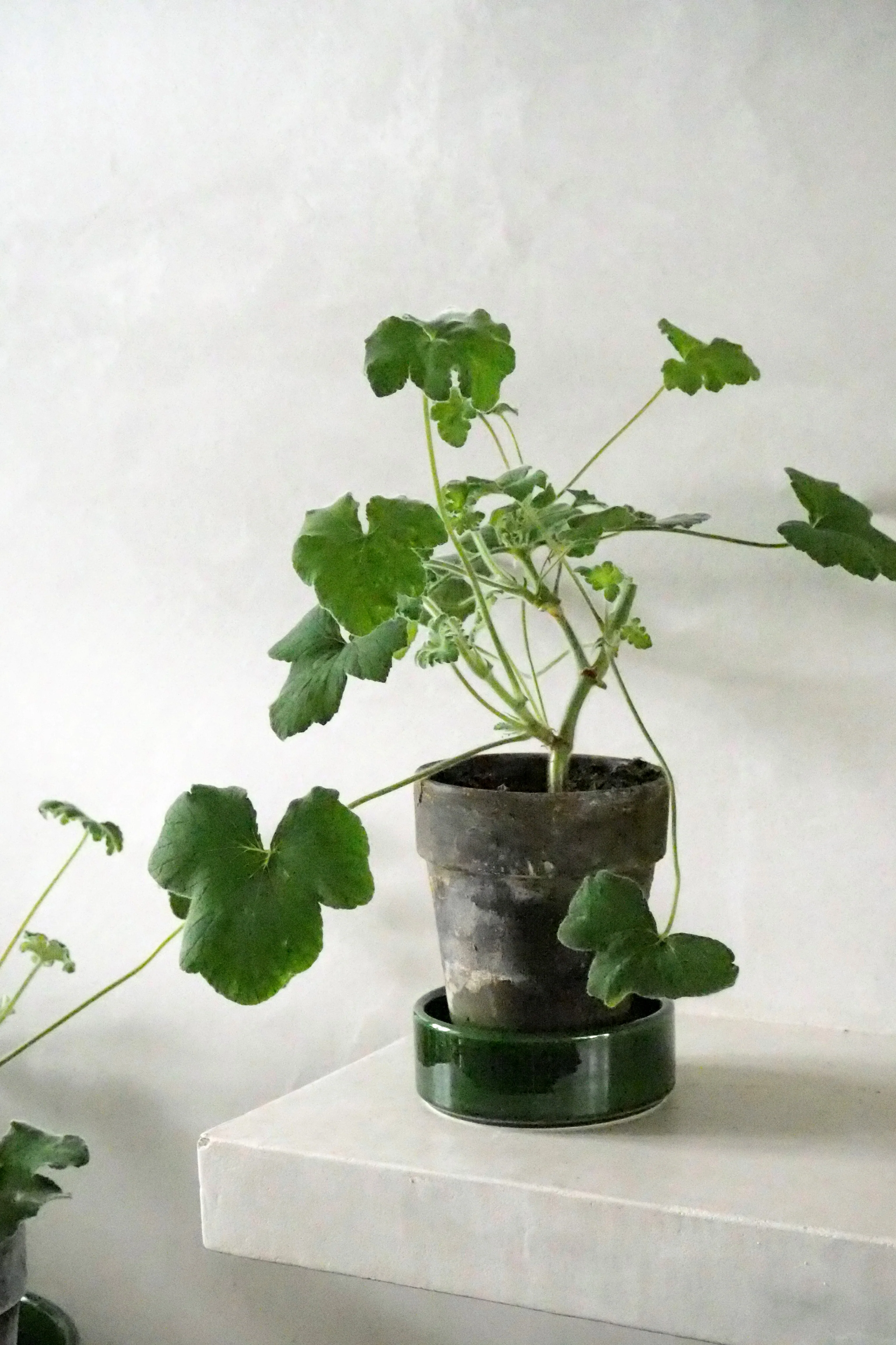 Pelargonium Tomantose - Image 5