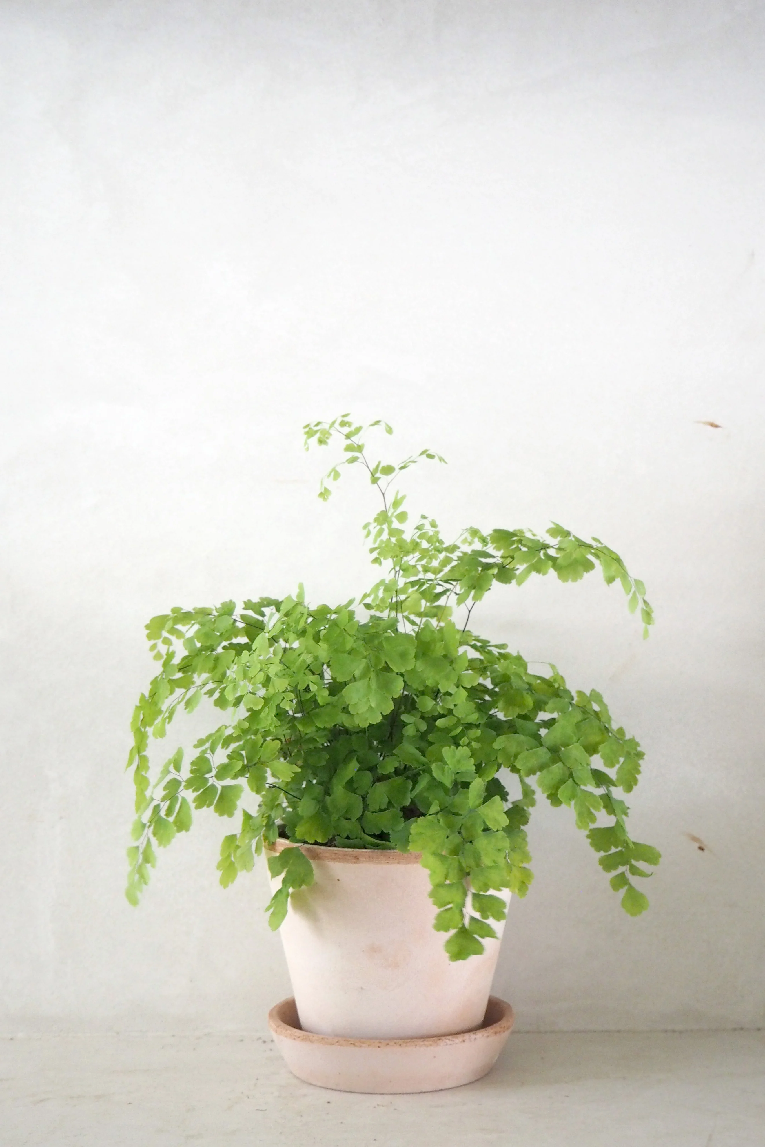 Miniaturebillede 1