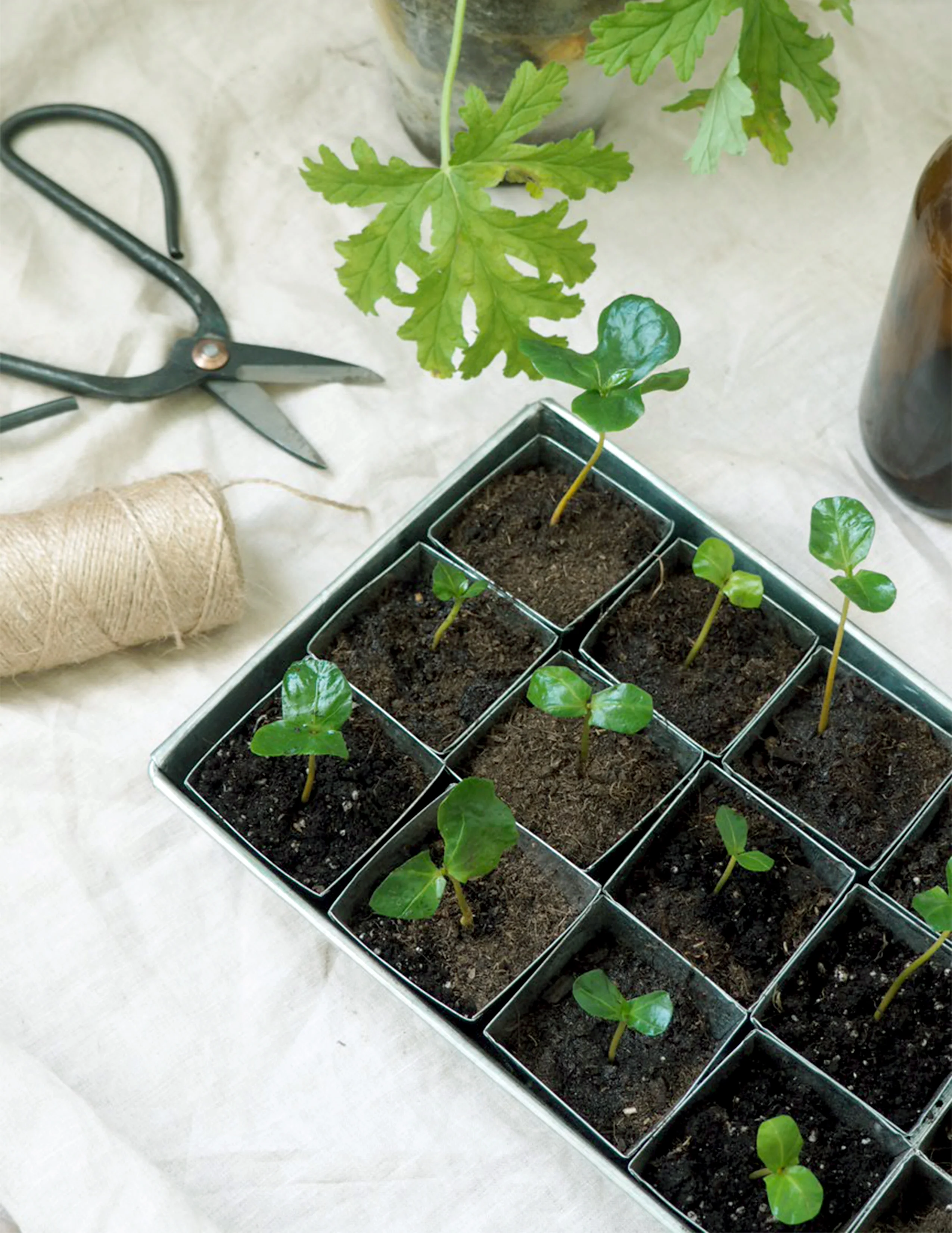 Forspiringsbakke - W.E.T Seed Pot30