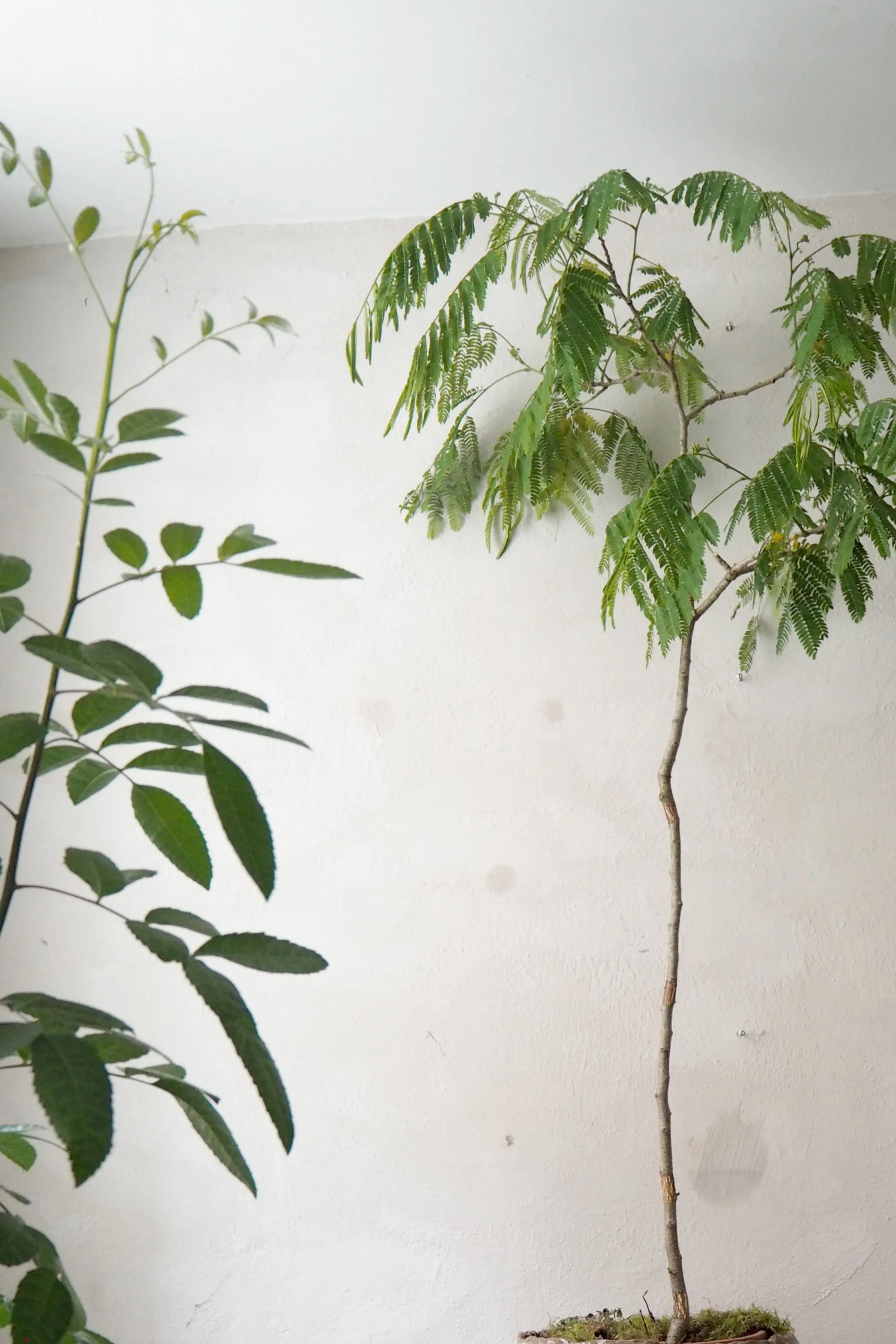 StineMei Wood Bark - Image 2